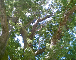Looking Up At The Canopy
