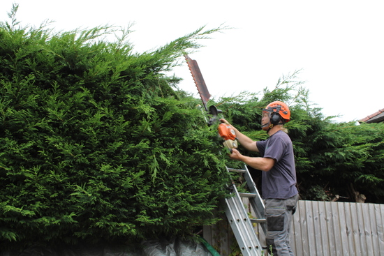 Team member trimming a hedge