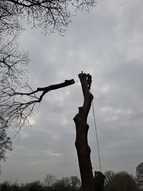 Large tree branch falling to ground