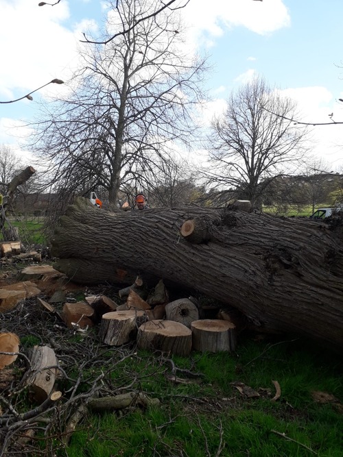 Felled tree