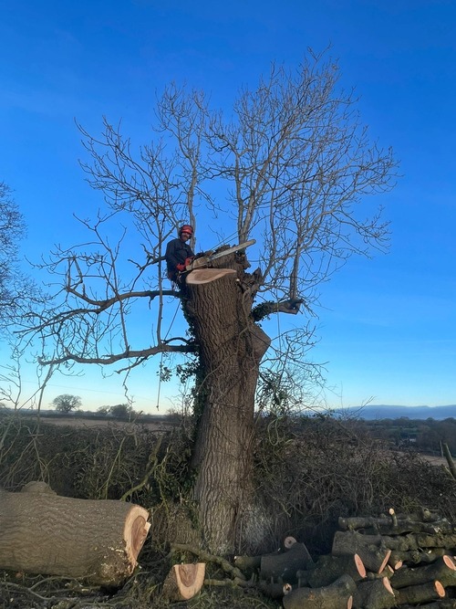 Felling tree in chunks