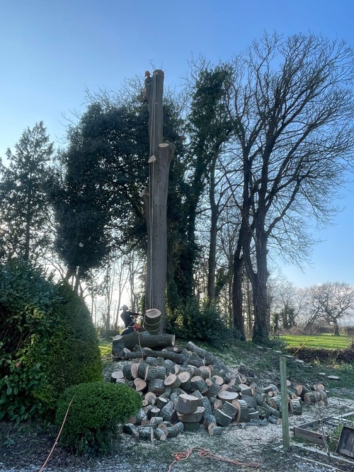 Felling tree in chunks