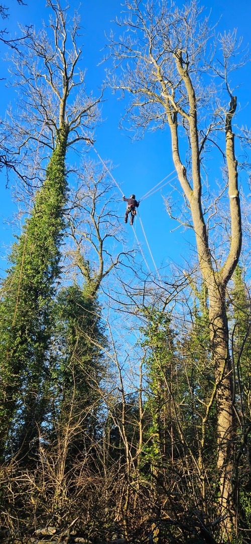 Nat hanging between trees