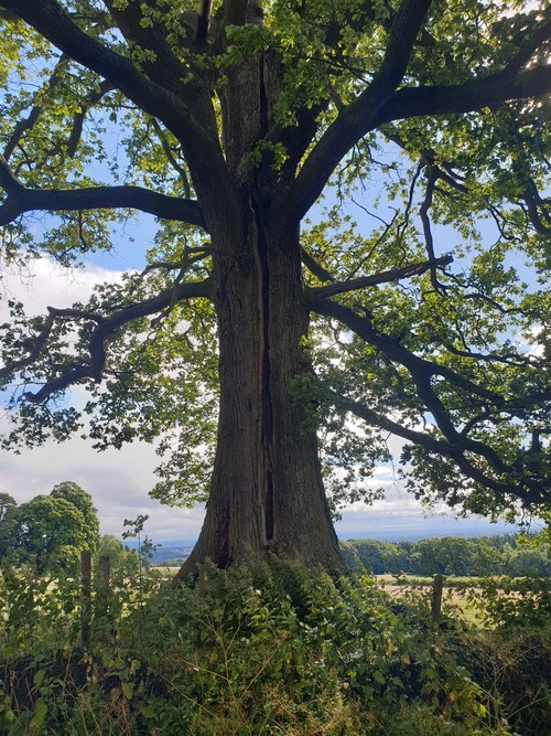 Large tree cracked down the middle