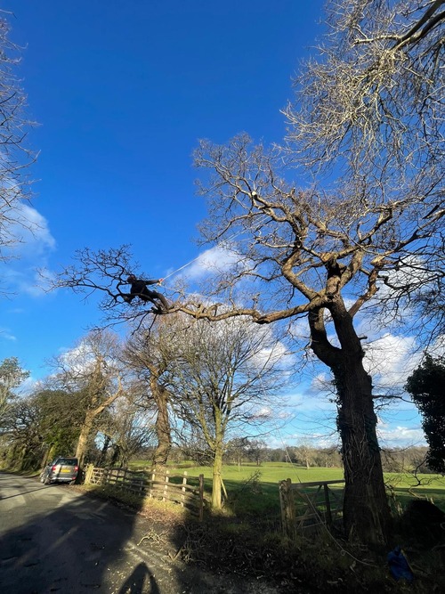 Large branch overhanging road