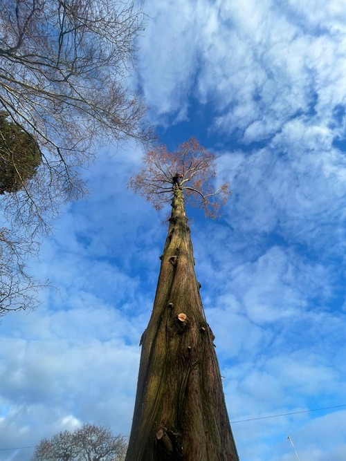 Large tree from the bottom