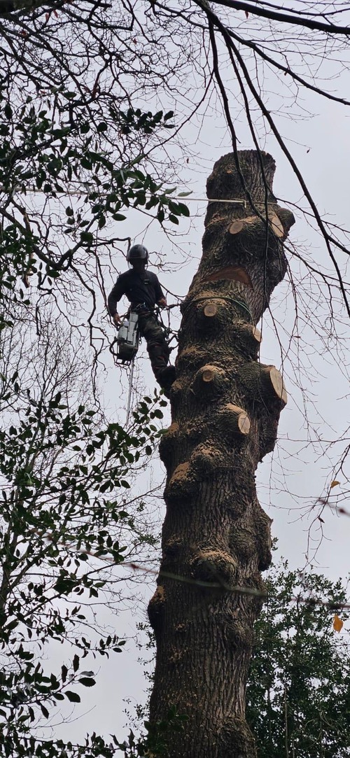 Trunk with limbs removed