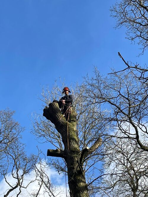 Team leader on top of tree