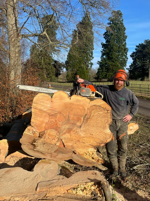 Nat with large tree trunk