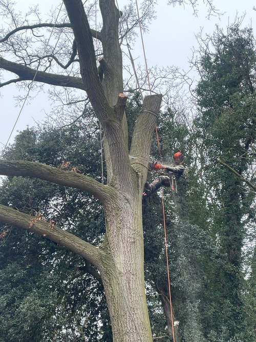 Taking branches off a tree