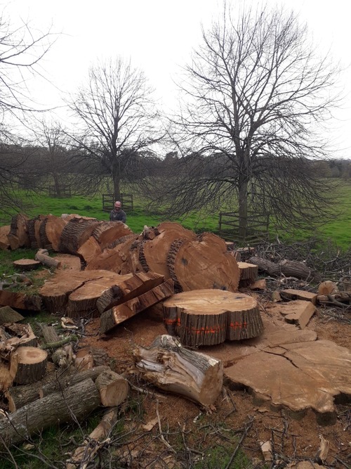 Felled tree processed into managable logs