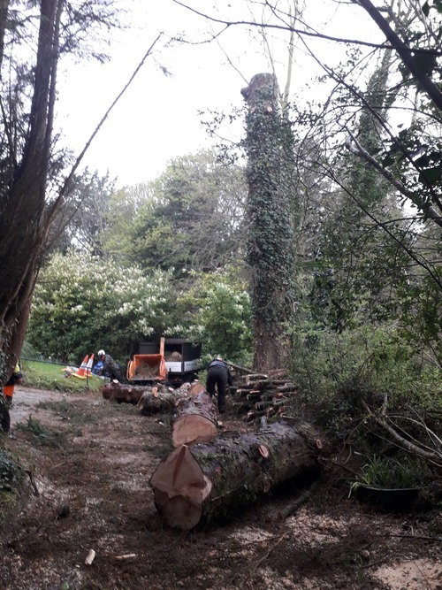 Processing timber