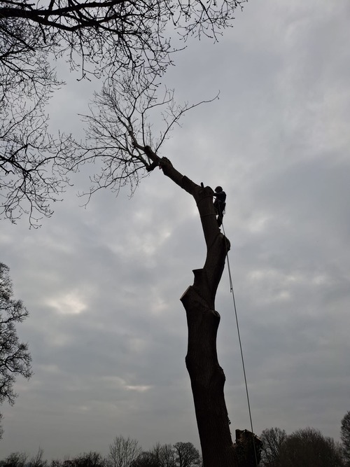 Removing a large tree branch