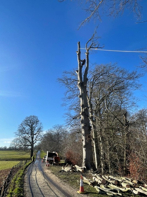 Removing tree limbs