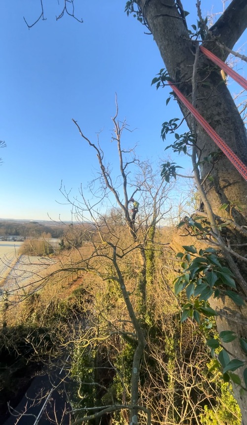 Team member strapped to tree