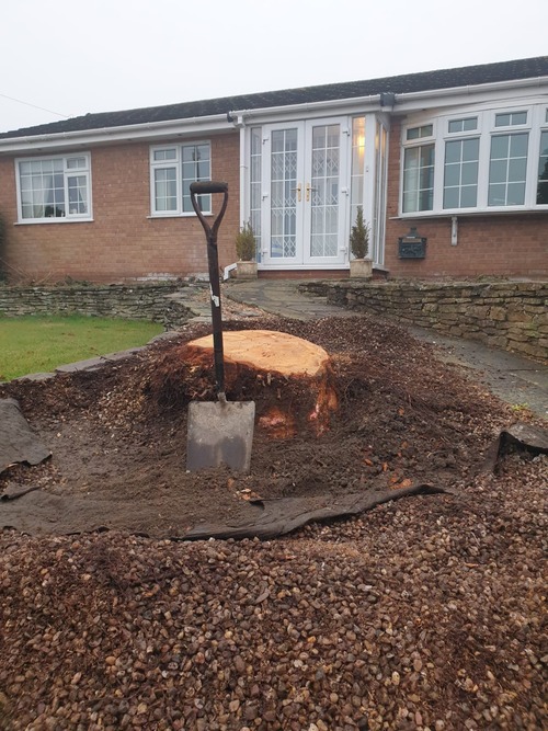 Stump ready to be grinded