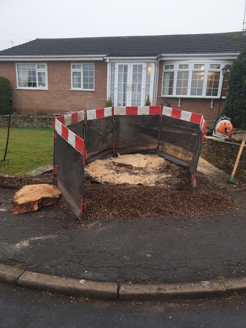 Grinding tree stump