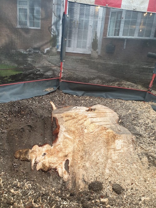 Mid-way through grinding stump