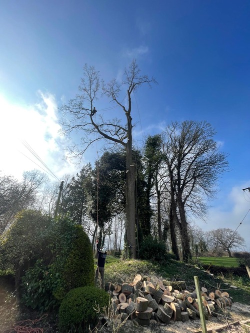 Cutting down a large tree