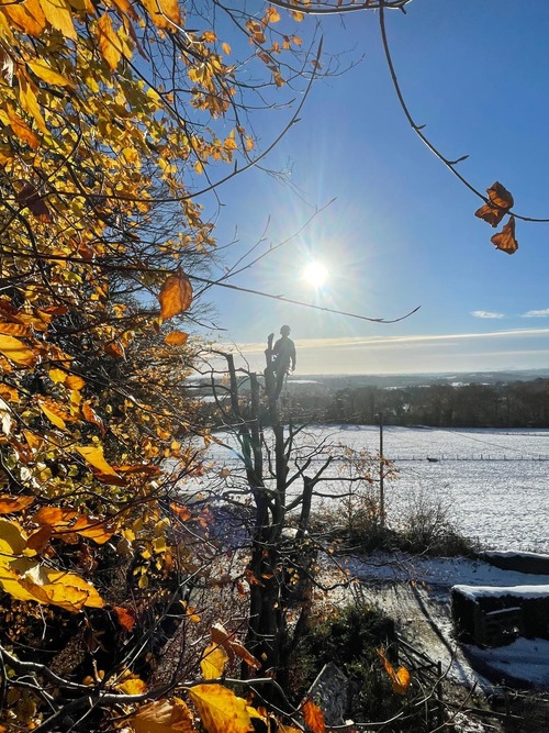 Up tree with sun shining