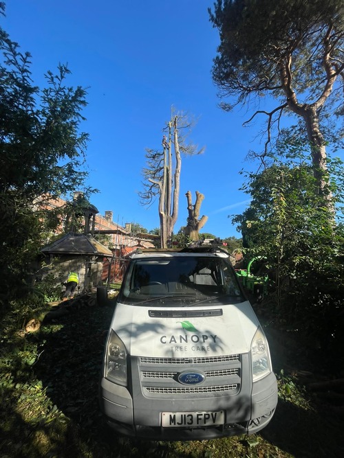 Canopy Tree Care van in front of tree