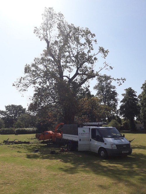 Canopy Tree Care van in front of tree