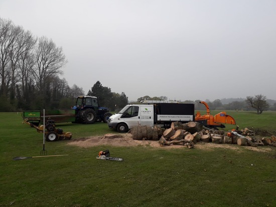 Felled and processed tree ready for stump grinding