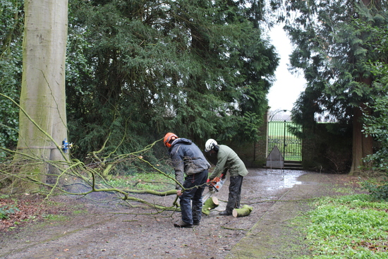 Team members trimming branches ready for processing