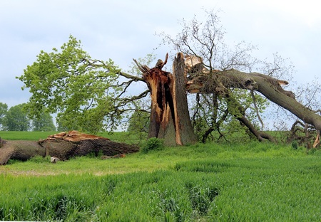 Storm damaged tree