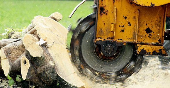 Stump grinding