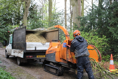 Branches being fed into wood chipper