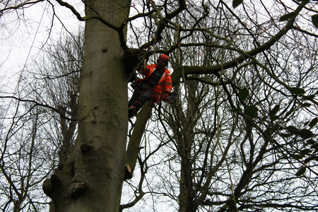 Team member performing tree surgery