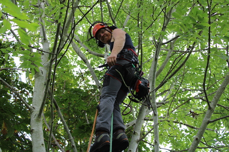 Team leader inspecting tree