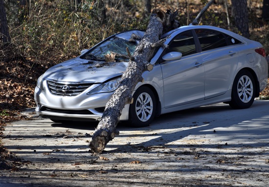 Car damaged by fallen tree branch