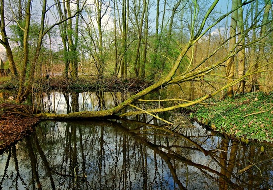 Fallen tree in pond