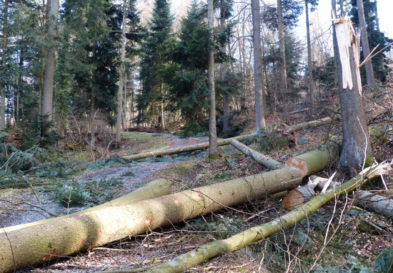 Fallen trees in road