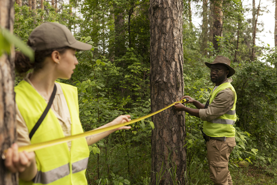 Measuring distance between trees