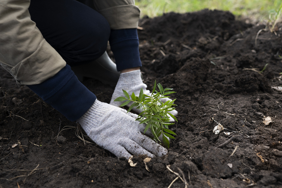 Newly planted trees