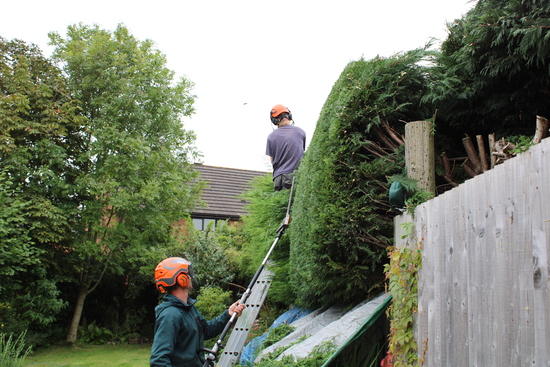 Trimming and shaping hedge to required length