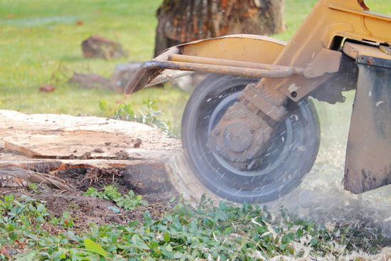 Stump grinding