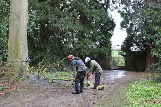 Team members trimming branches ready for the wood chipper