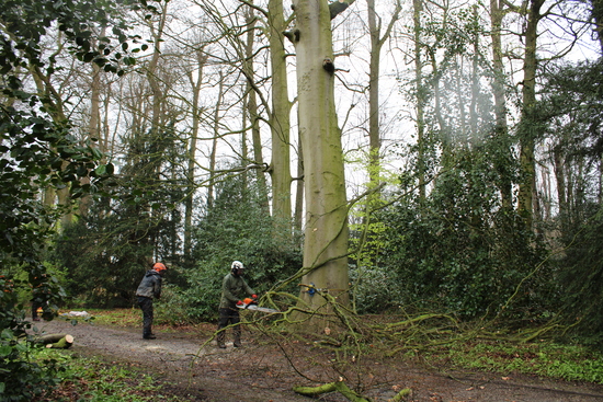 Team members trimming branches ready for the wood chipper