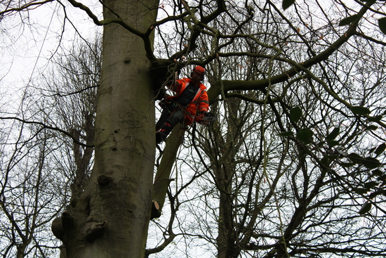 Tree Surgeon removing branches from tree