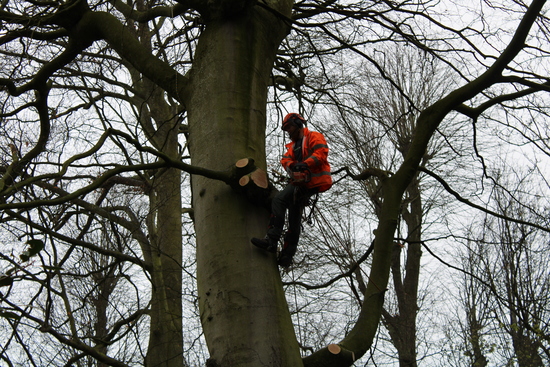 Tree Surgeon removing branches from tree