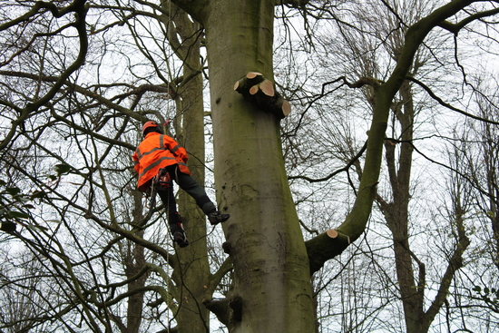 Tree Surgeon removing branches from tree