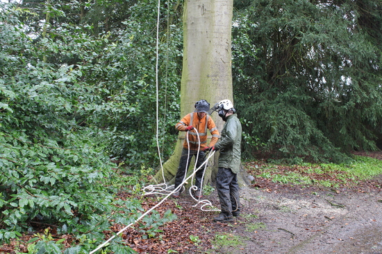 Setting up for tree surgery