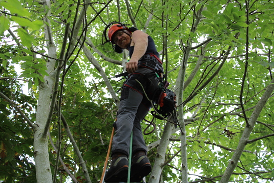 Team leader inspecting tree